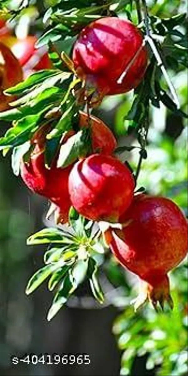 Hybrid_Sweet_Dalim_Anar_Fruit_Plant