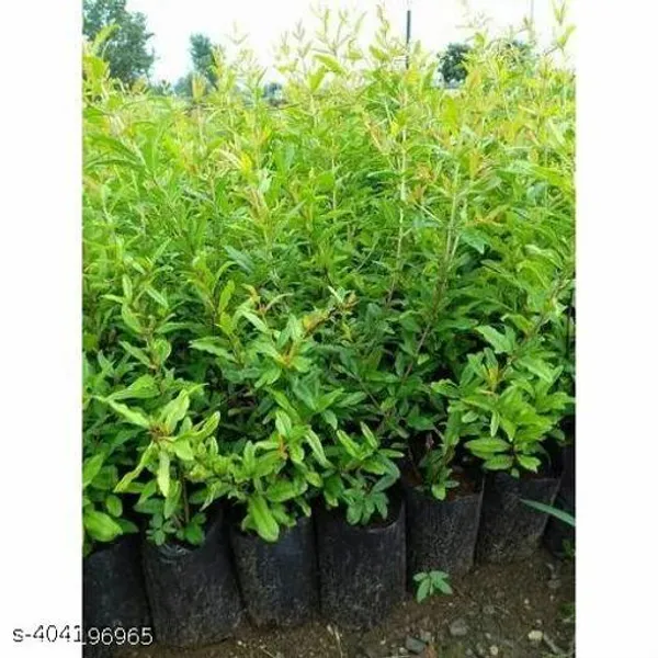 Hybrid_Sweet_Dalim_Anar_Fruit_Plant