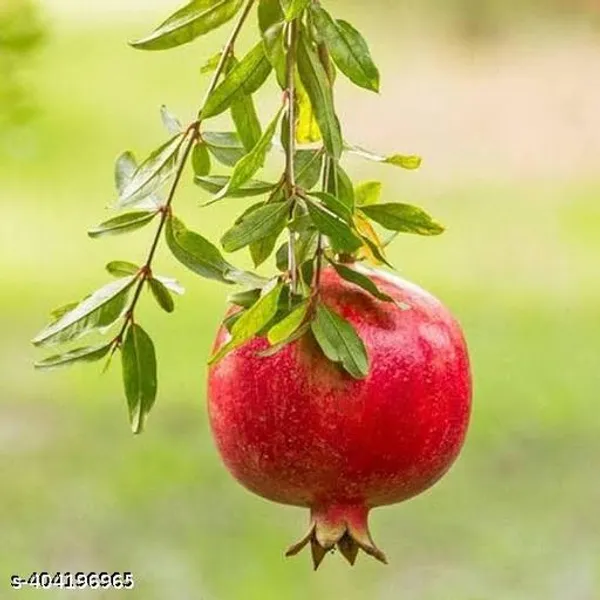Hybrid_Sweet_Dalim_Anar_Fruit_Plant