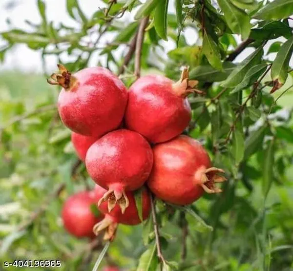 Hybrid_Sweet_Dalim_Anar_Fruit_Plant