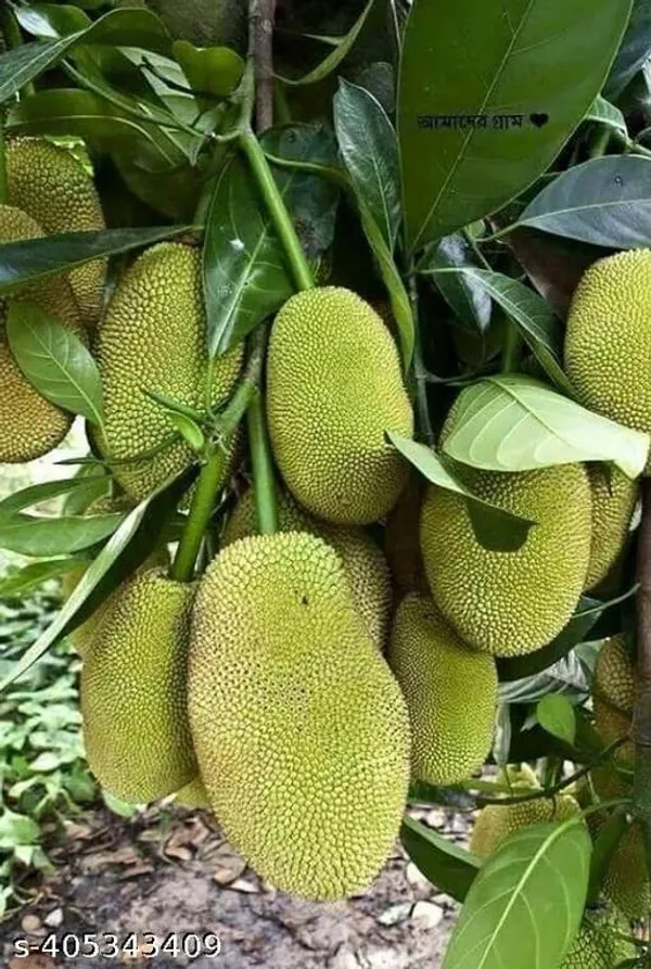 Jackfruit_All_Time_Hybrid_Plant