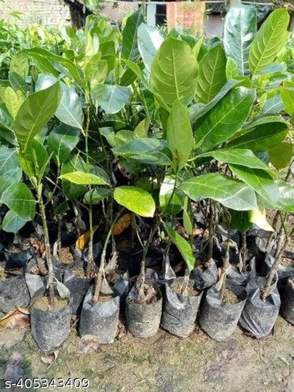 Jackfruit_All_Time_Hybrid_Plant