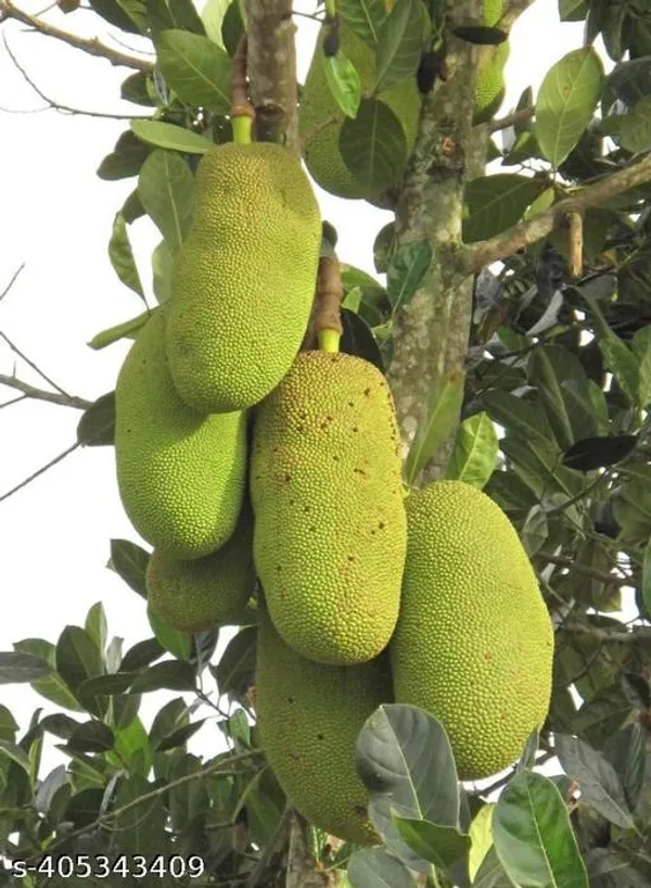 Jackfruit_All_Time_Hybrid_Plant
