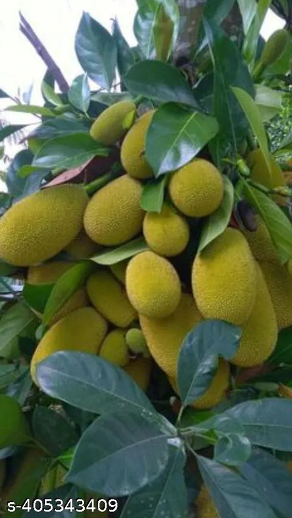 Jackfruit_All_Time_Hybrid_Plant