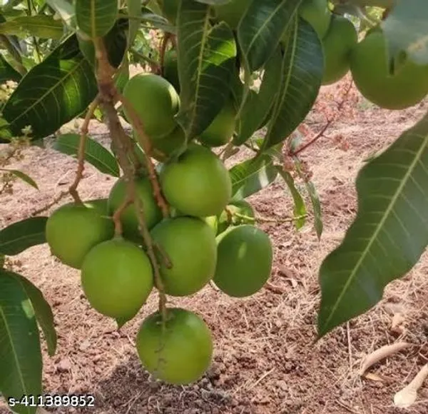 Sweet_Chili_Mango_Plant
