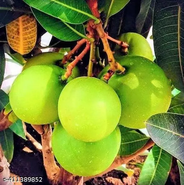 Sweet_Chili_Mango_Plant