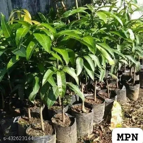 Kasturi_Black_Mango_Kala_Aam_Grafted_Plant_Hybrid