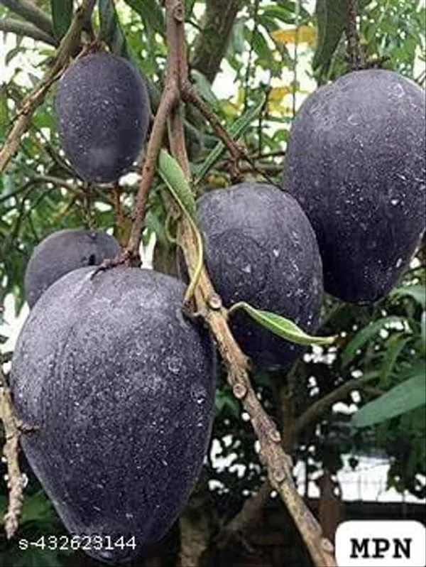 Kasturi_Black_Mango_Kala_Aam_Grafted_Plant_Hybrid