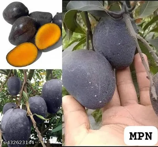 Kasturi_Black_Mango_Kala_Aam_Grafted_Plant_Hybrid