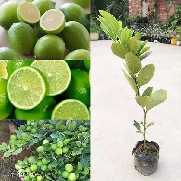 Hybrid_Seedless_Lemon_Plant_Pack_Of_2