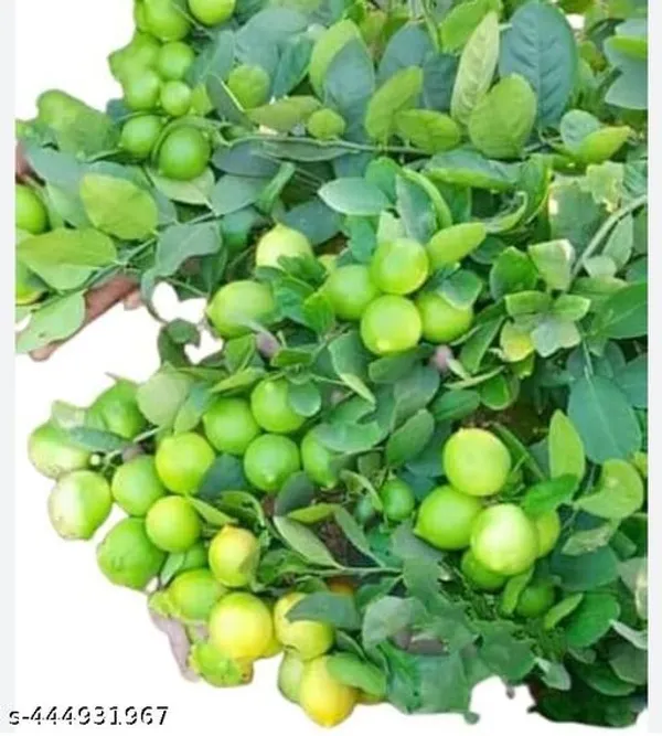 Hybrid_Seedless_Lemon_Plant_Pack_Of_2