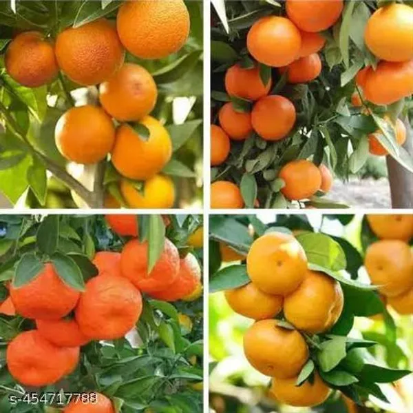 Hybrid_Malta_Kamla_Fruit_Tree_Plant_Combo_Pack_Of_2
