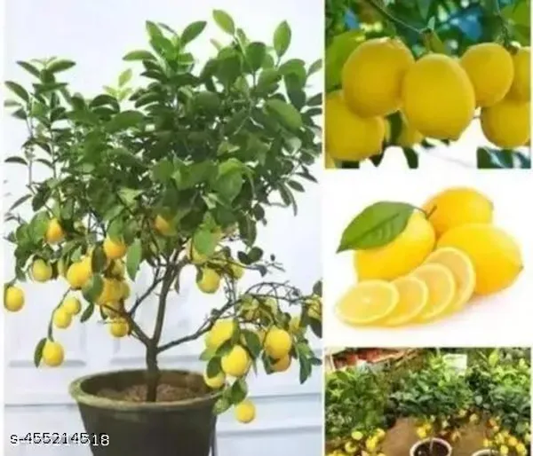 All_Time_Lemon_Healthy_Plant