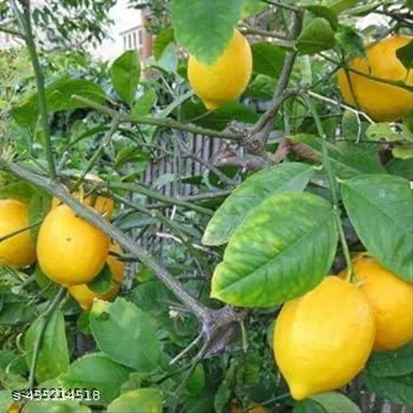 All_Time_Lemon_Healthy_Plant