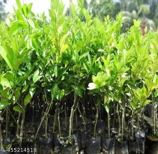 All_Time_Lemon_Healthy_Plant