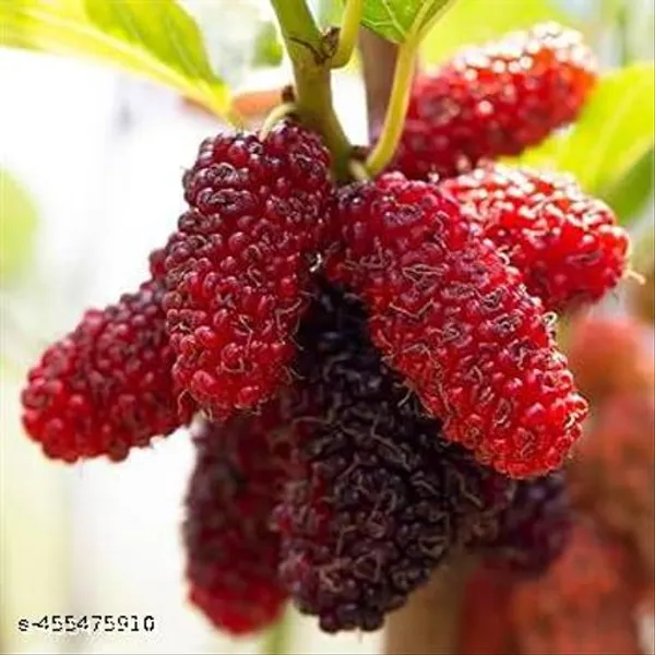 Sweet_Mulberry_Fruit_Plant