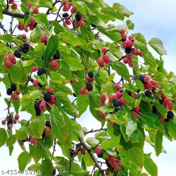 Sweet_Mulberry_Fruit_Plant