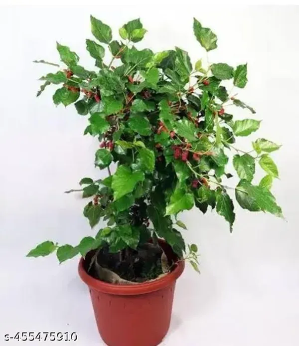 Sweet_Mulberry_Fruit_Plant