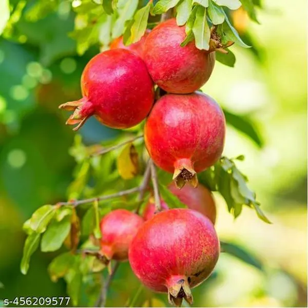 Red_Annar_Bedana