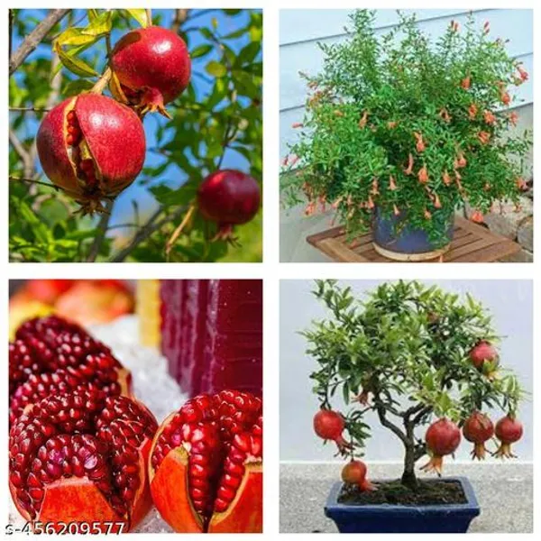 Red_Annar_Bedana