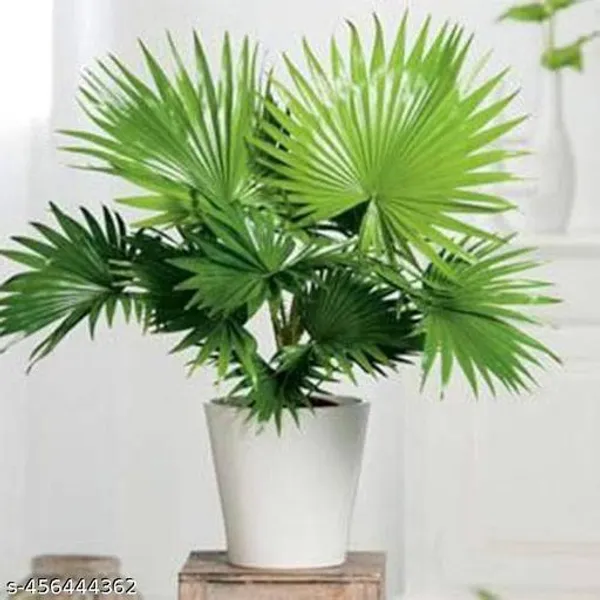 Indoor_Palm_Tree_Plant