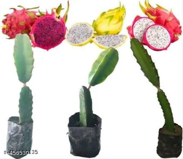 Dragon_Fruit_Plant_Pack_Of_3