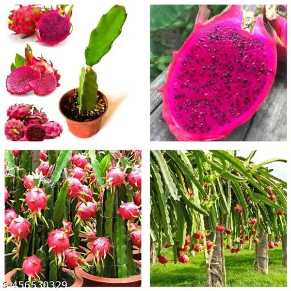 Dragon_Fruit_Plant