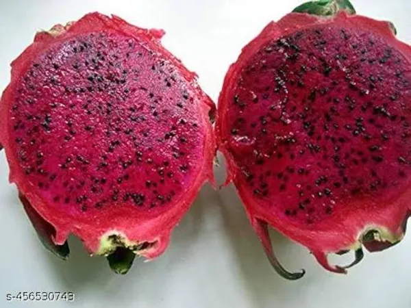 Dragon_Fruit_Plant_Pack_Of_5