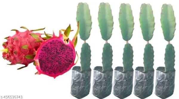 Dragon_Fruit_Plant_Pack_Of_5