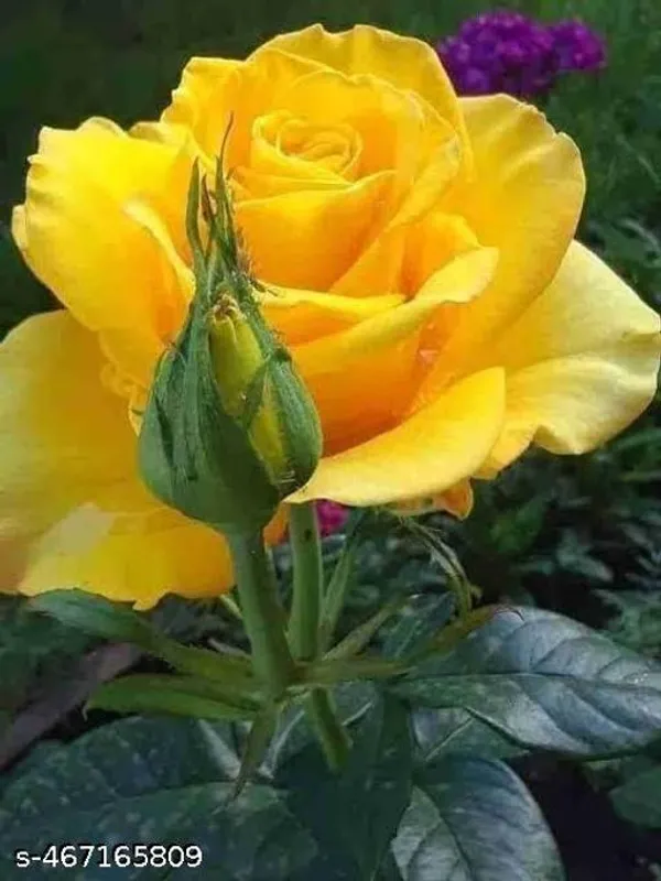 Yellow_Rose_Plant