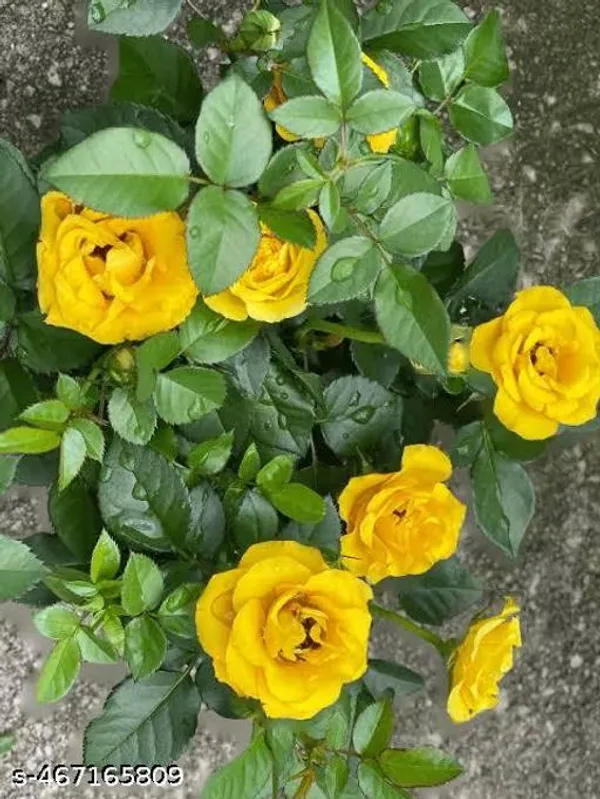 Yellow_Rose_Plant