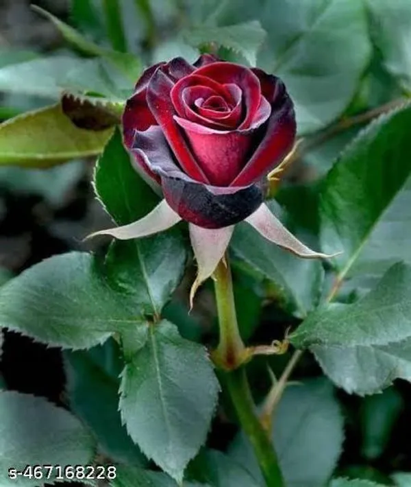 All_Season_Dark_Red_Rose_Flower_Plant