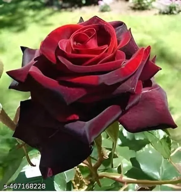 All_Season_Dark_Red_Rose_Flower_Plant