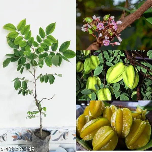 Hybrid_Kamranga_Carambola_Grafted_Fruit_Plant