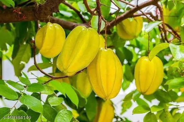 Hybrid_Kamranga_Carambola_Grafted_Fruit_Plant