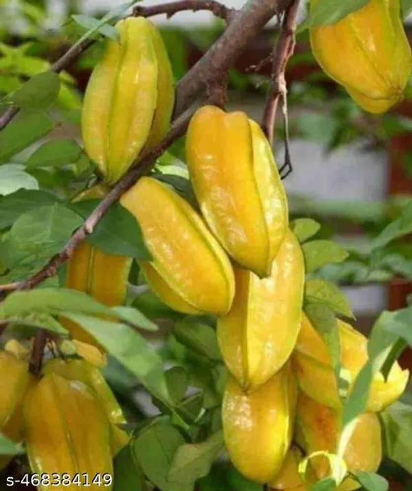 Hybrid_Kamranga_Carambola_Grafted_Fruit_Plant