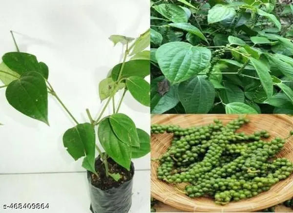 All_Time_Golmorich_Black_Pepper_Plant