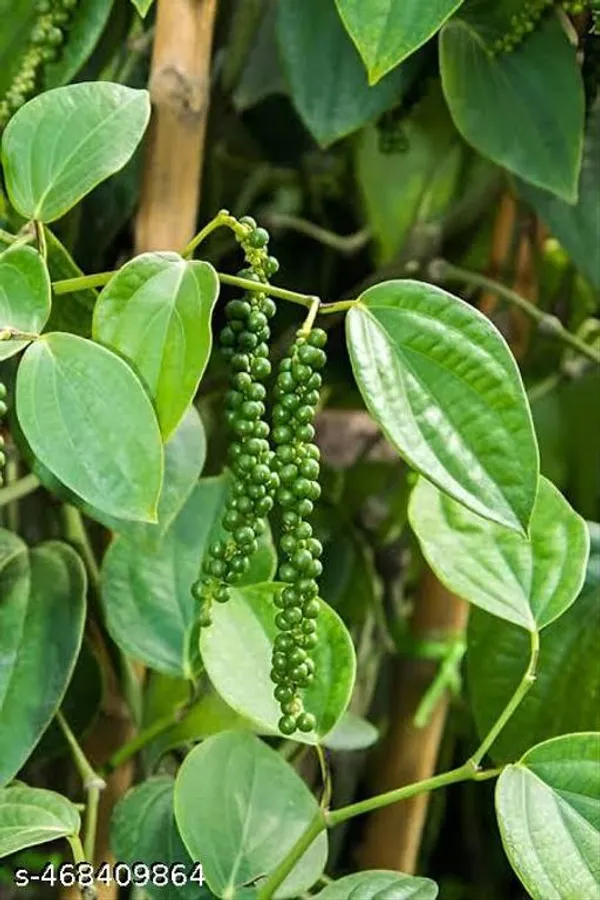 All_Time_Golmorich_Black_Pepper_Plant