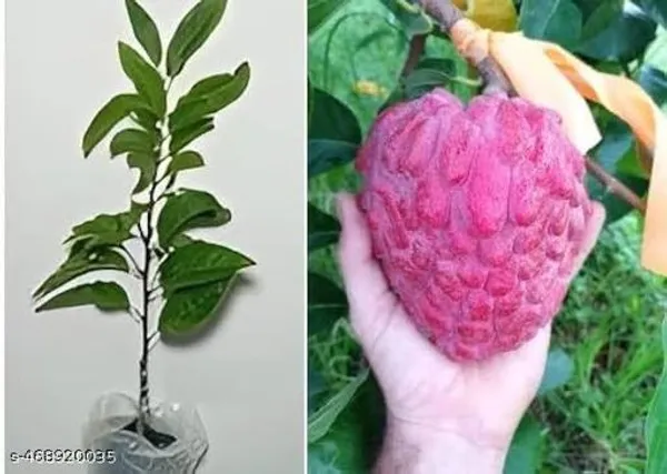 Sweet_Rare_Red_Custard_Apple_Lal_Aata