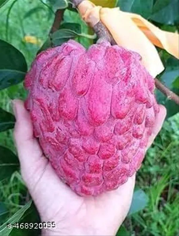 Sweet_Rare_Red_Custard_Apple_Lal_Aata