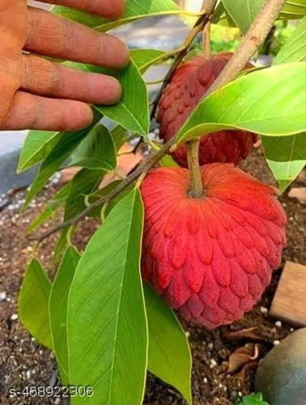 Hybrid_Red_Custard_Apple_Lal_Aata