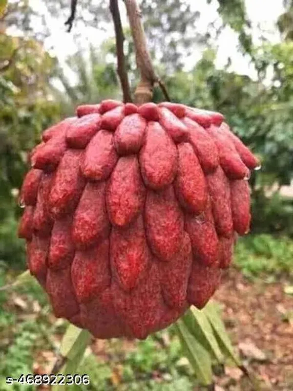 Hybrid_Red_Custard_Apple_Lal_Aata