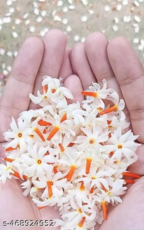 Shiuli_Flower_Plant_Parijat_Sacred_Flower_Plant