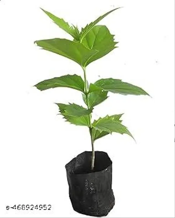 Shiuli_Flower_Plant_Parijat_Sacred_Flower_Plant