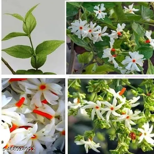 Shiuli_Flower_Plant_Parijat_Sacred_Flower_Plant