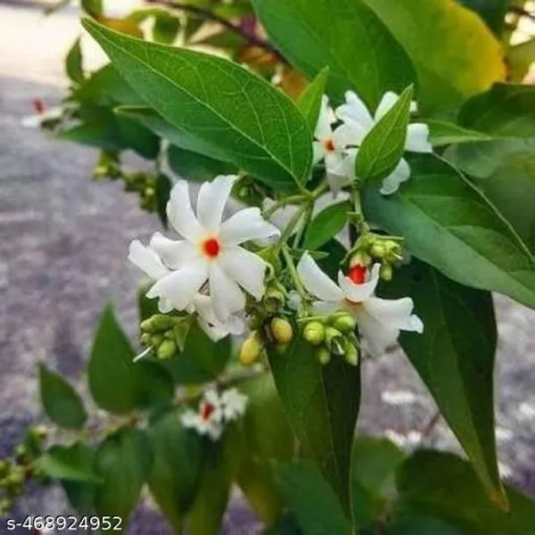 Shiuli_Flower_Plant_Parijat_Sacred_Flower_Plant