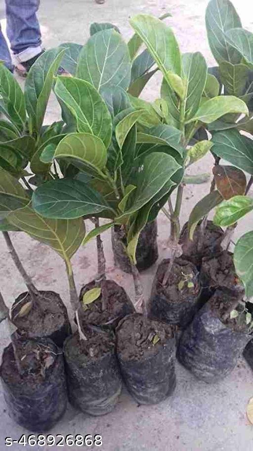Hybrid_Jackfruit_Plant