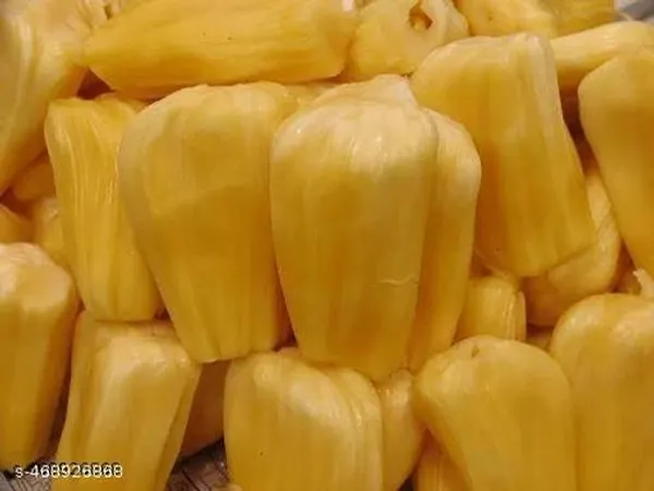 Hybrid_Jackfruit_Plant