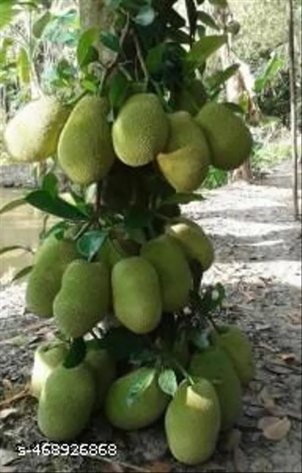 Hybrid_Jackfruit_Plant