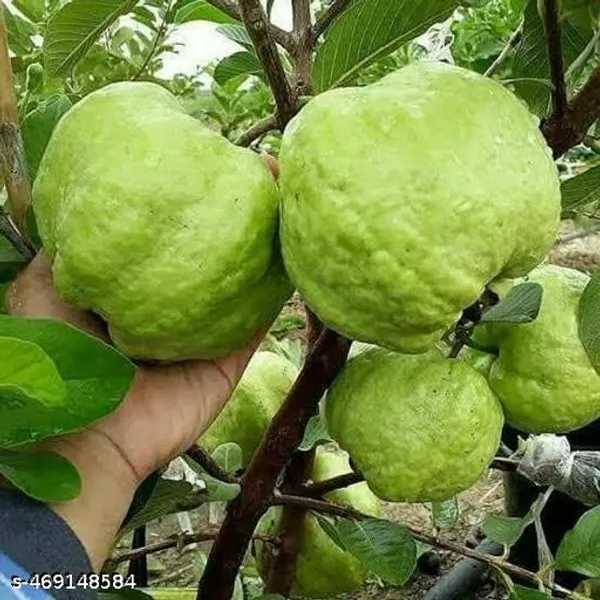 All_Time_Hybrid_Guava_Fruit_Plant